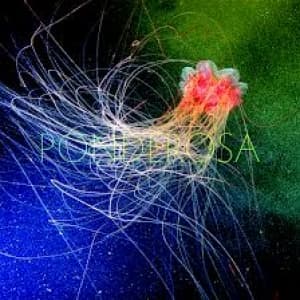 PONDEROSA - POOL PARTY