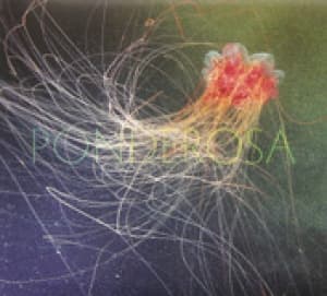 PONDEROSA - POOL PARTY