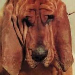 SEGALL, TY - GOODBYE BREAD