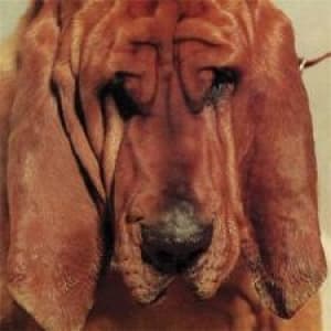 SEGALL, TY - GOODBYE BREAD