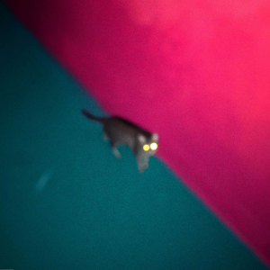 CHK CHK CHK (!!!) - WALLOP