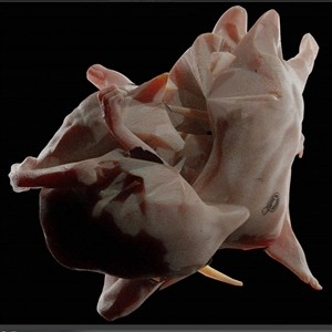 BOLT RUIN - OBRIULTN (COMPILATION)