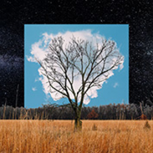 FINK - BLOOM INNOCENT -COLOURED-