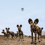 FEVER, BALTHAZAR, CD, 5400863003746
