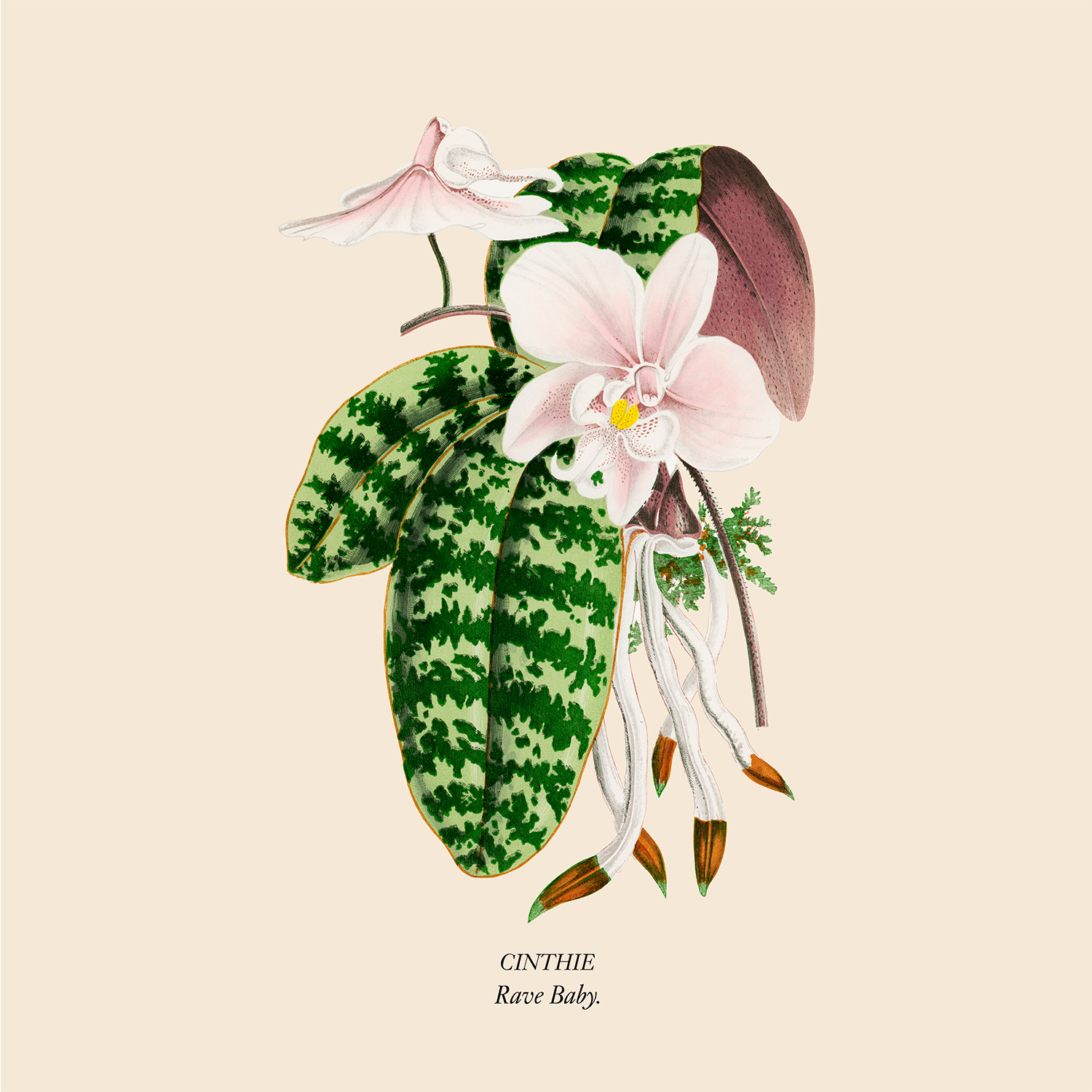 CINTHIE - RAVE BABY