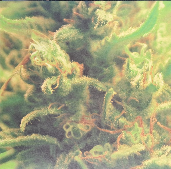 FULL BLOOM - TIMES ZONES