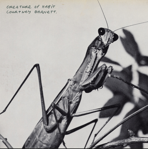 BARNETT, COURTNEY - CREATURE OF HABIT